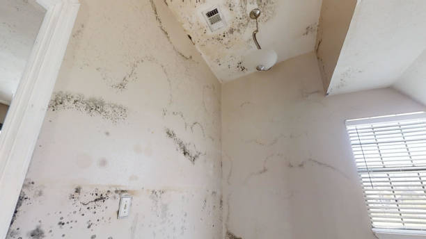Best Asbestos and Lead Testing During Mold Inspection  in Vineyards, FL