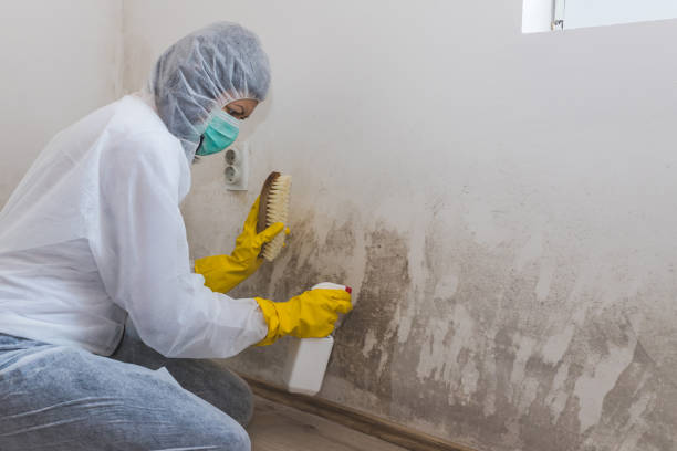 Best Mold Prevention Services  in Vineyards, FL
