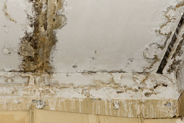  Vineyards, FL Mold Removal Pros