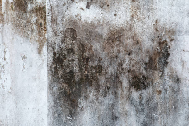 Best Mold Remediation for Healthcare Facilities  in Vineyards, FL