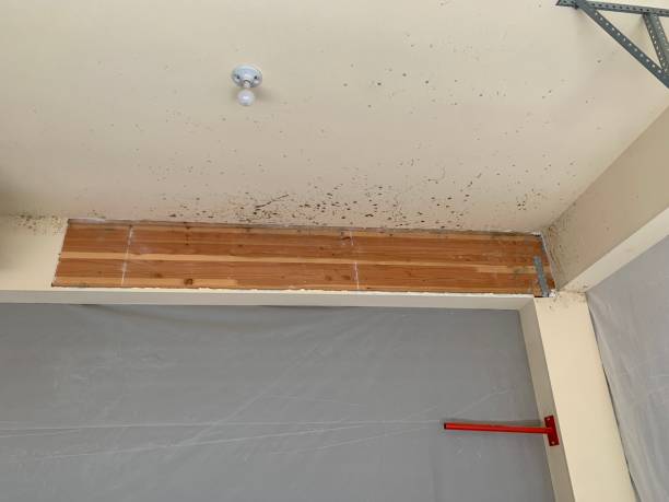 Best Industrial Mold Remediation  in Vineyards, FL