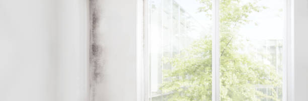 Mold Odor Removal Services in Vineyards, FL