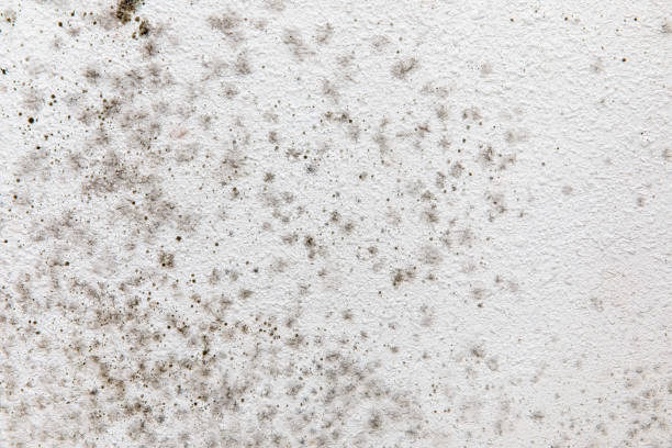 Best Forensic Mold Investigation  in Vineyards, FL