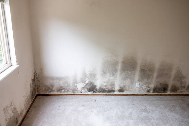 Reliable Vineyards, FL Mold Removal Solutions