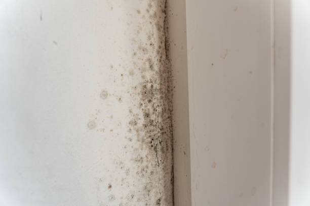 Best Attic Mold Removal  in Vineyards, FL