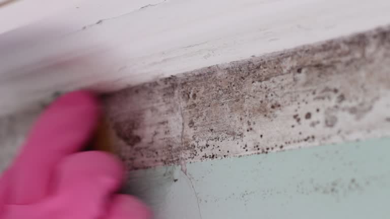 Best Commercial Mold Inspection  in Vineyards, FL